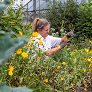 Pflanzenpflege, Anzucht, Aussaat und Ernte